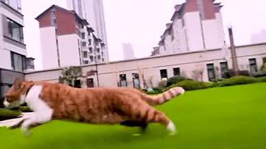 4K实拍调皮橘猫在线草丛跳视频的预览图
